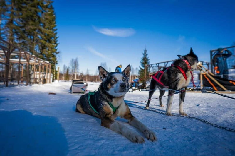 Rovaniemi: Husky Safari & Campfire BBQ  610 km SelfDrive - Pricing & Value