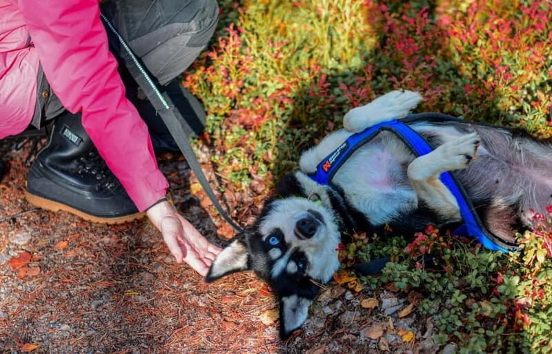 Rovaniemi: Husky Safari & Campfire BBQ  610 km SelfDrive - Key Points