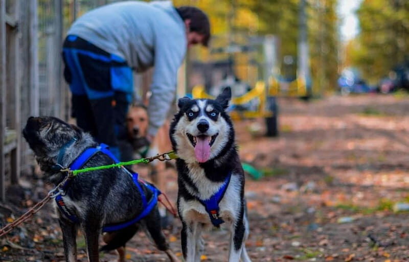 Rovaniemi: Husky Safari & Campfire BBQ  610 km SelfDrive - What You Can Expect on This Husky Safari