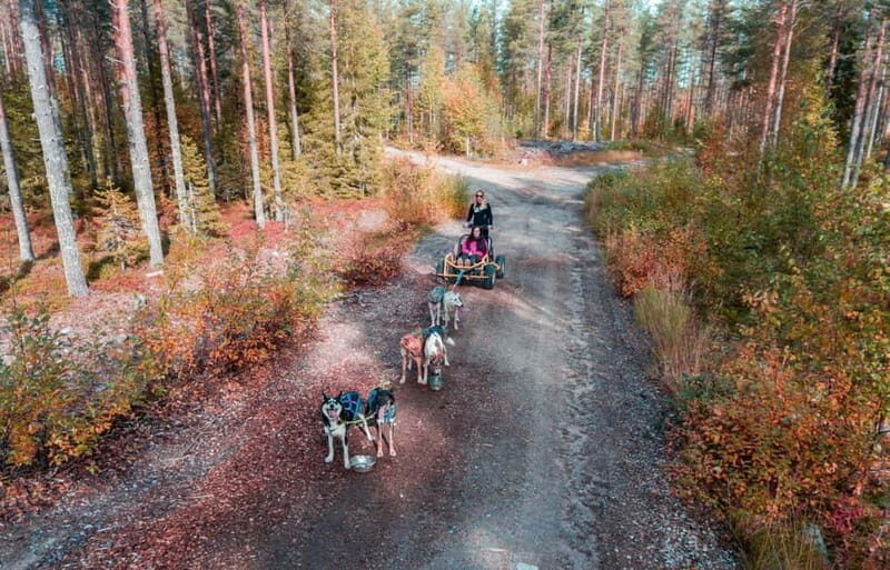 Rovaniemi: Husky Safari & Campfire BBQ  610 km SelfDrive - Why This Tour Works