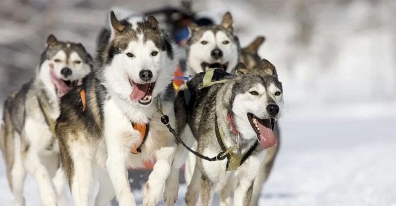 Rovaniemi: Husky Safari on a Snowy Trail - Overview of the Husky Safari