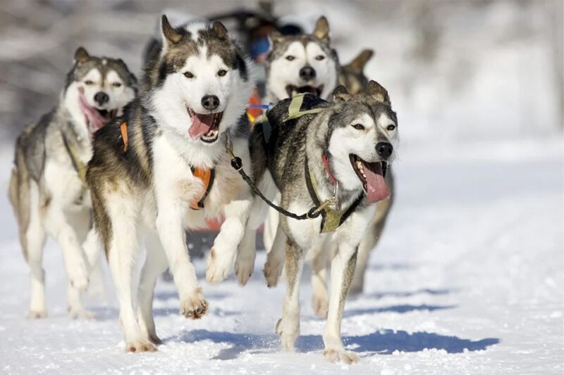 Rovaniemi: Husky Safari on a Snowy Trail - Whats Included in Your Adventure