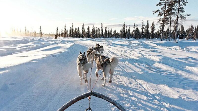Rovaniemi: Husky Safari on a Snowy Trail - Essential Information for Participants