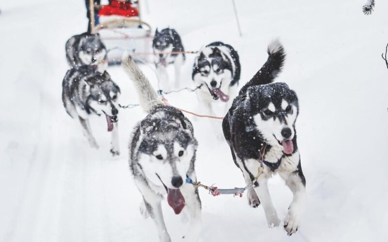 Rovaniemi: Husky Sled Ride with Hotel Transfer - Key Points