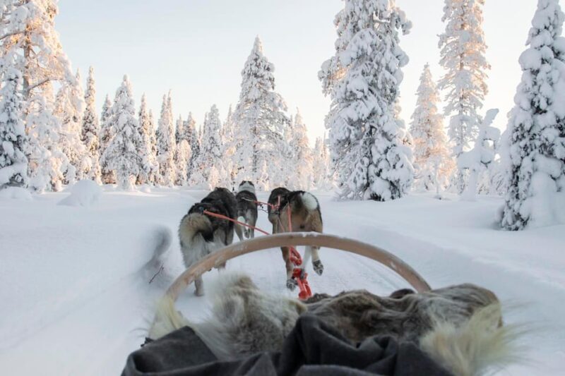 Rovaniemi: Husky Sled Ride with Hotel Transfer - The Experience in Detail