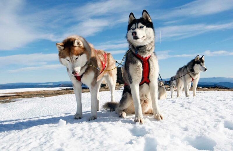 Rovaniemi: Husky Sled Ride with Hotel Transfer - Practical Tips for Travelers