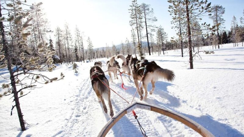 Rovaniemi: Husky Sled Ride with Hotel Transfer - The Sum Up