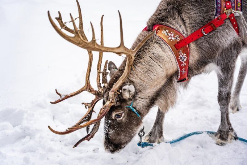 Rovaniemi: Local Reindeer Farm Visit with Sleigh Ride - Rovaniemi: Local Reindeer Farm Visit with Sleigh Ride — A Genuine Arctic Adventure  