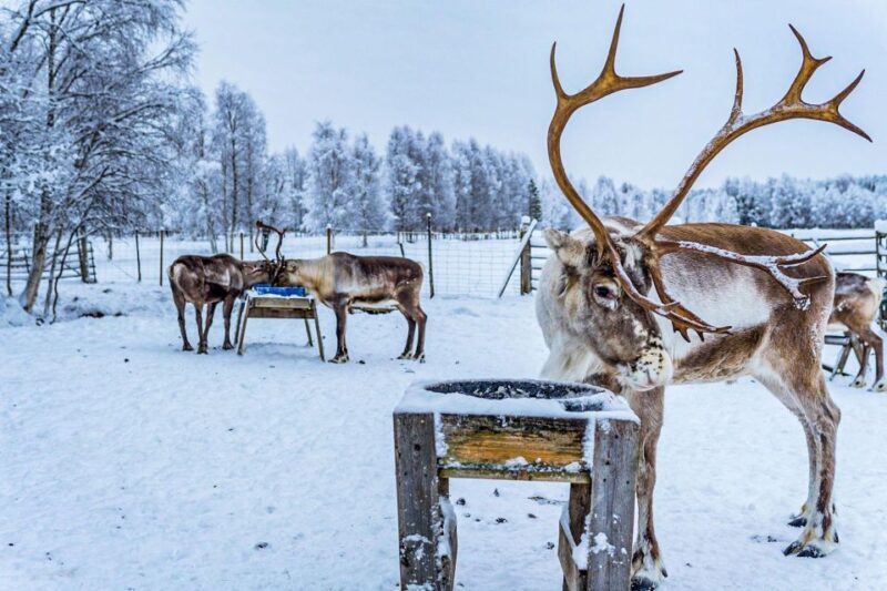 Rovaniemi: Local Reindeer Farm Visit with Sleigh Ride - FAQ  