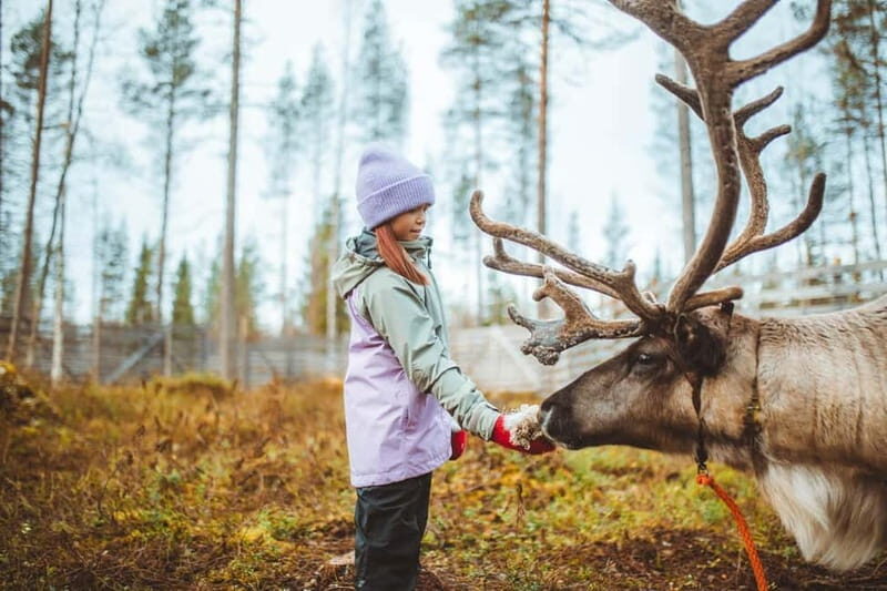 Rovaniemi: Meet and Feed Reindeer - Introduction to the Reindeer Tour