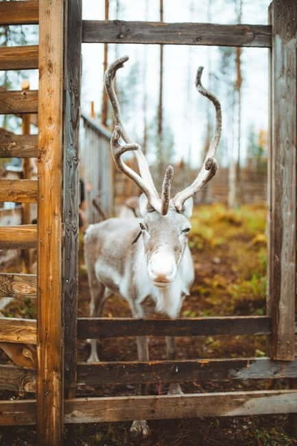 Rovaniemi: Meet and Feed Reindeer - The Practicalities and Value
