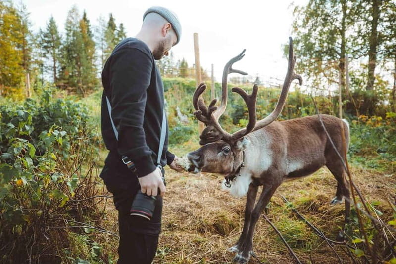 Rovaniemi: Meet and Feed Reindeer - Overall Value and Who It’s Best For