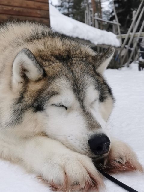 Rovaniemi: Meet Santa Claus, Reindeer Sleigh Ride & Huskies - Final Thoughts