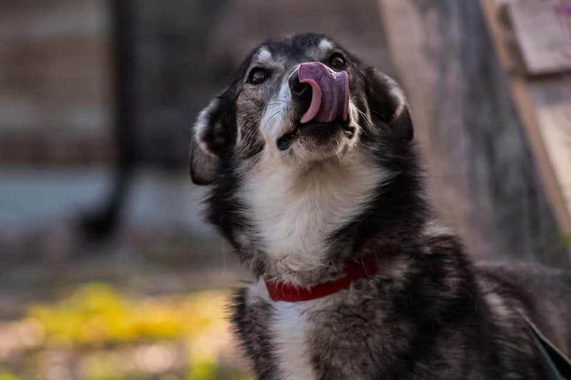 Rovaniemi: Modern husky kennel tour and cart ride in summer - An In-Depth Look at the Rovaniemi Husky Experience  