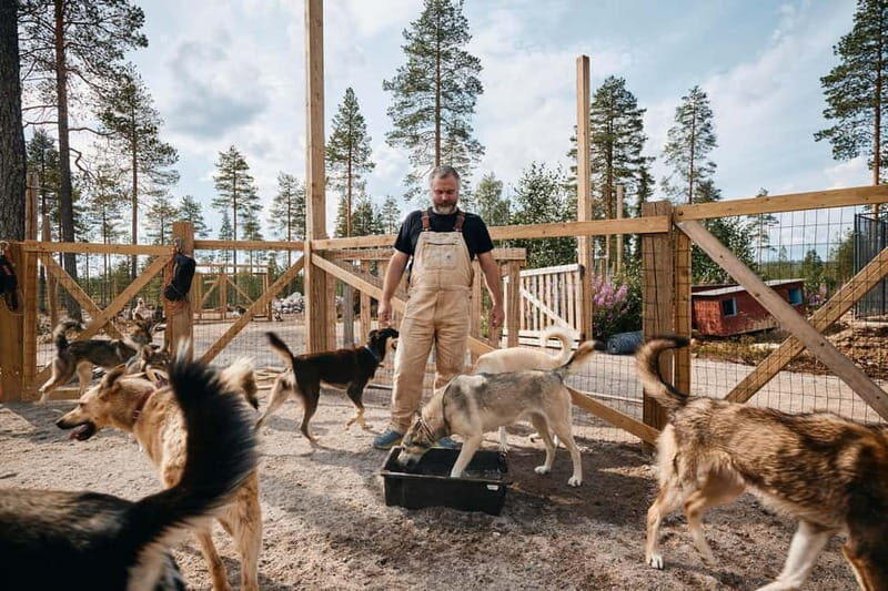 Rovaniemi: Modern husky kennel tour and cart ride in summer - The Sum Up: Who Should Book This Tour?  