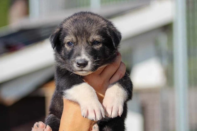 Rovaniemi: Modern husky kennel tour and cart ride in summer - FAQs  