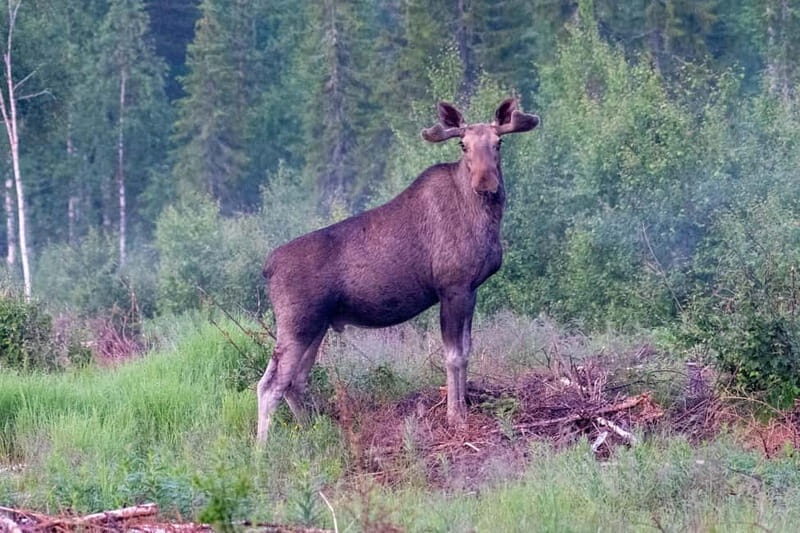 Rovaniemi: Moose Spotting Safari with good snacks - Key Points