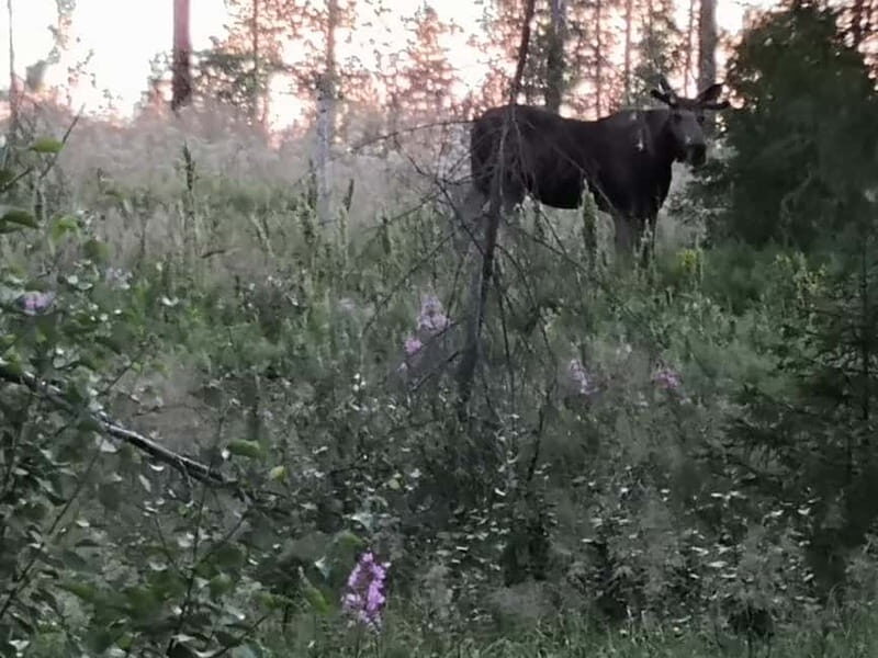 Rovaniemi: Moose Spotting Safari with good snacks - An In-Depth Look at the Rovaniemi Moose Safari