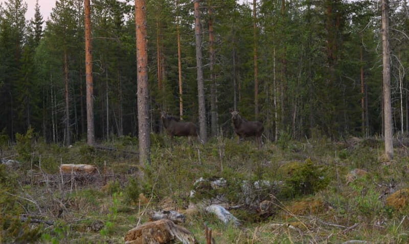 Rovaniemi: Moose Spotting Safari with good snacks - FAQ