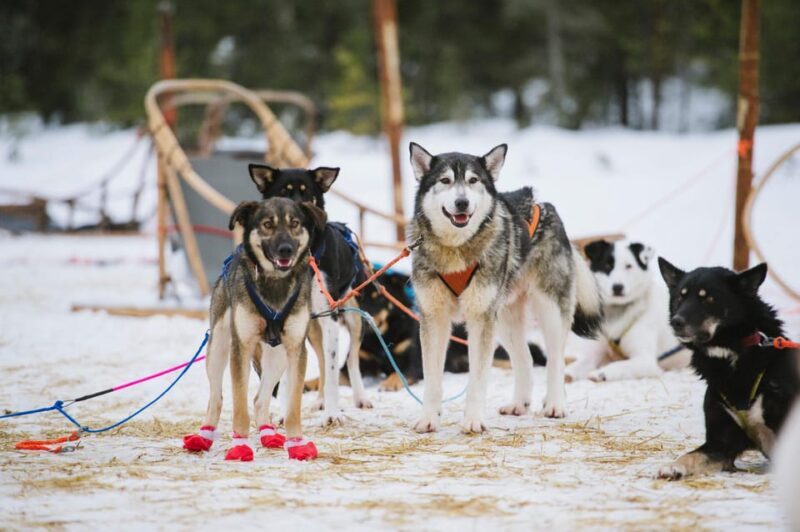 Rovaniemi: One Hour Husky Experience - A Detailed Look at the Tour