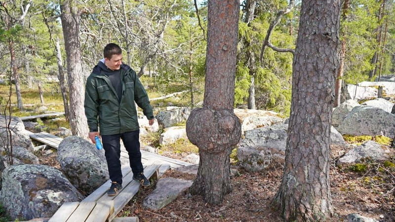 Rovaniemi: Övertorneå and Aavasaksa Hill. History and Nature - Who Should Consider This Tour?