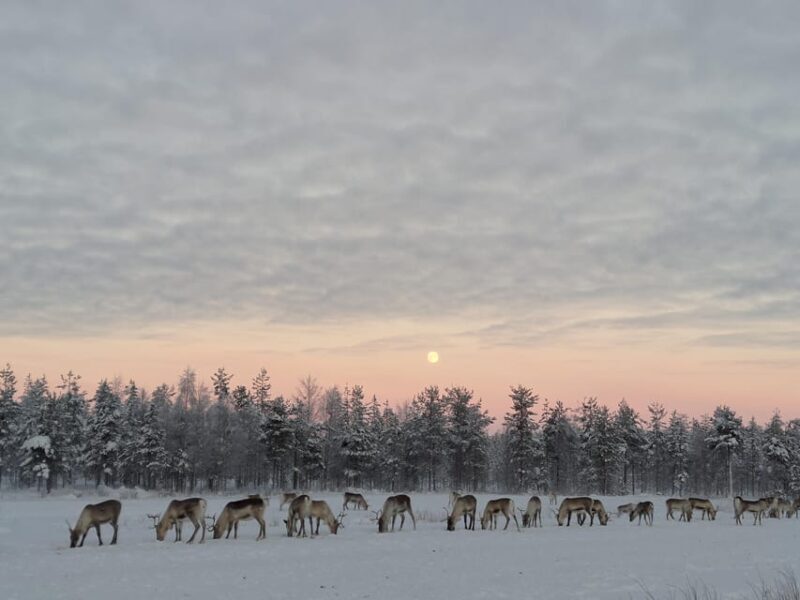 Rovaniemi: Private reindeer farm visit & culture experience - Key Points