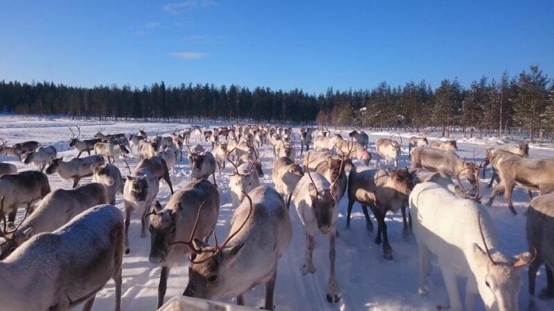 Rovaniemi: Private reindeer farm visit & culture experience - Why This Reindeer Farm Visit Stands Out