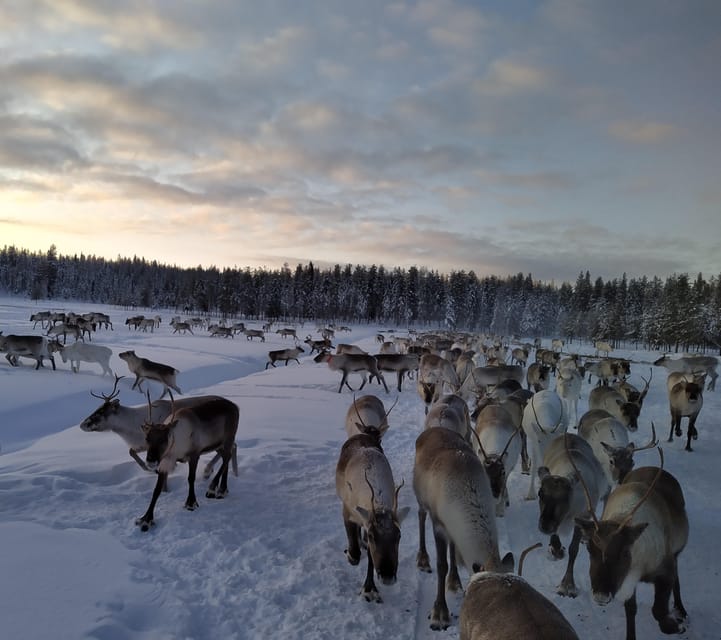Rovaniemi: Private reindeer farm visit & culture experience - The Practical Side: What to Expect