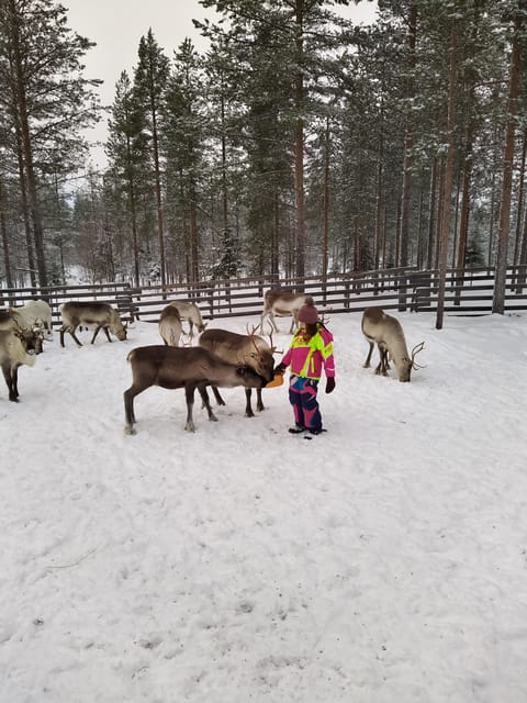 Rovaniemi: Private reindeer farm visit & culture experience - The Value and Experience: Why It’s Worth Considering