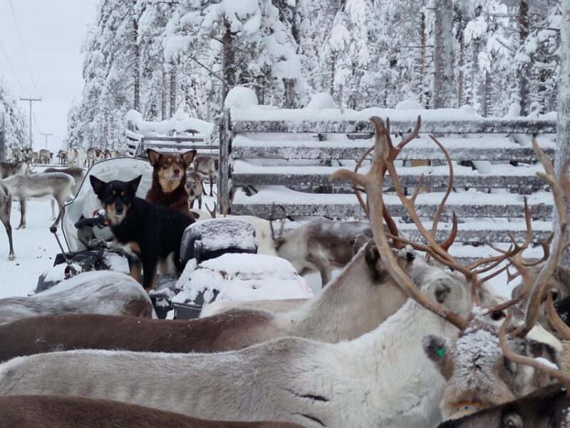 Rovaniemi: Private reindeer farm visit & culture experience - Who Will Love This Experience?