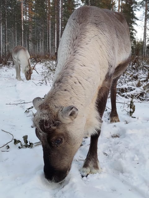 Rovaniemi: Private reindeer farm visit & culture experience - Frequently Asked Questions