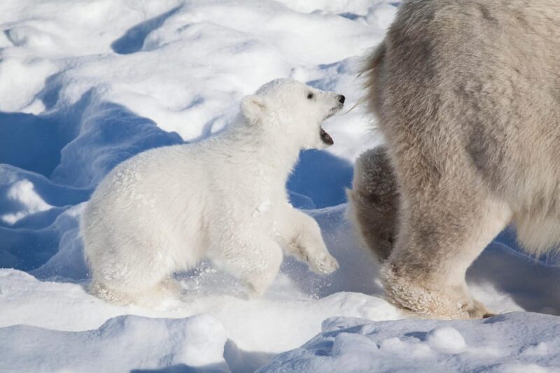 Rovaniemi: Ranua Wildlife Park Private Day Trip - Key Points