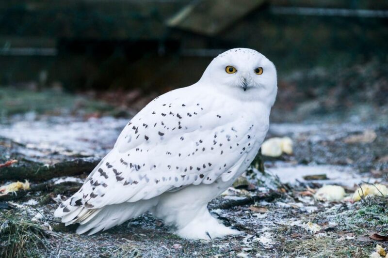 Rovaniemi: Ranua Wildlife Park Private Day Trip - Discovering the Arctic Wildlife on a Thoughtful Schedule