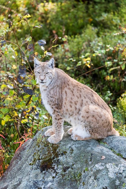 Rovaniemi: Ranua Wildlife Park Private Day Trip - Photo Opportunities and Scenic Trails