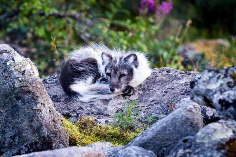 Rovaniemi: Ranua Wildlife Park Private Day Trip - The Educational and Conservation Focus