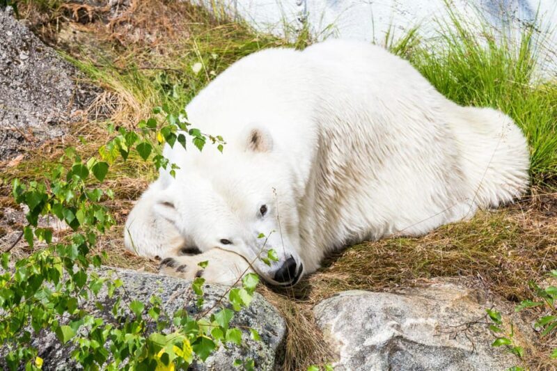 Rovaniemi: Ranua Wildlife Park Private Day Trip - FAQ