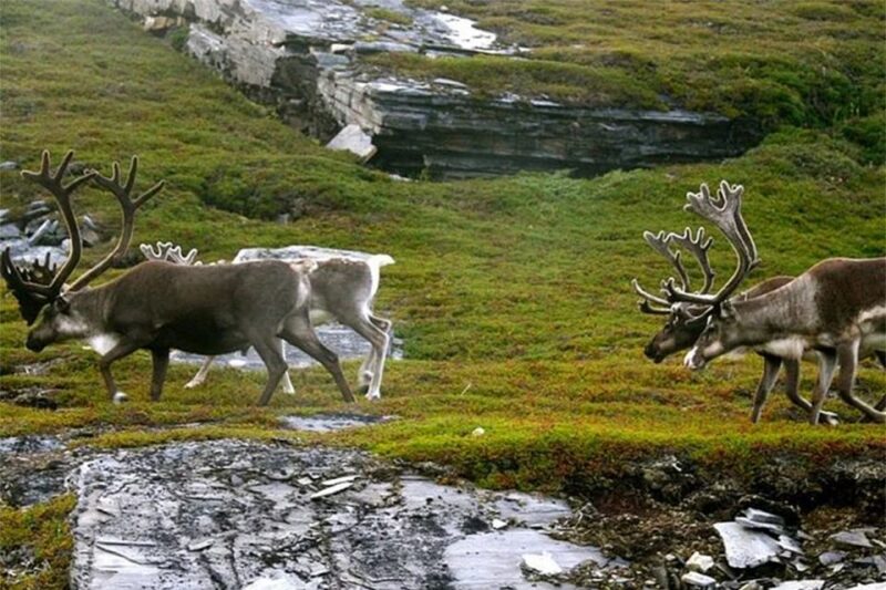 Rovaniemi: Ranua Zoo Entry Ticket With BBQ Picnic - Pricing and Cancellation Policy