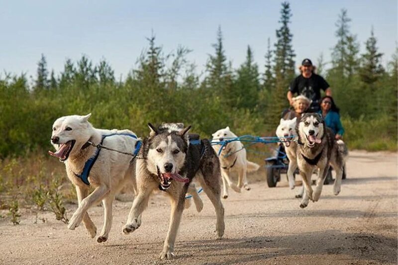Rovaniemi: Ranua Zoo Entry Ticket With BBQ Picnic - Highlights of the Zoo Visit