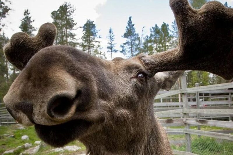 Rovaniemi: Ranua Zoo Entry Ticket With BBQ Picnic - Group Size and Requirements
