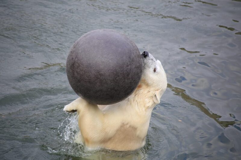 Rovaniemi: Ranua Zoo Wildlife Park Tour with hotel pickup - Key Points  
