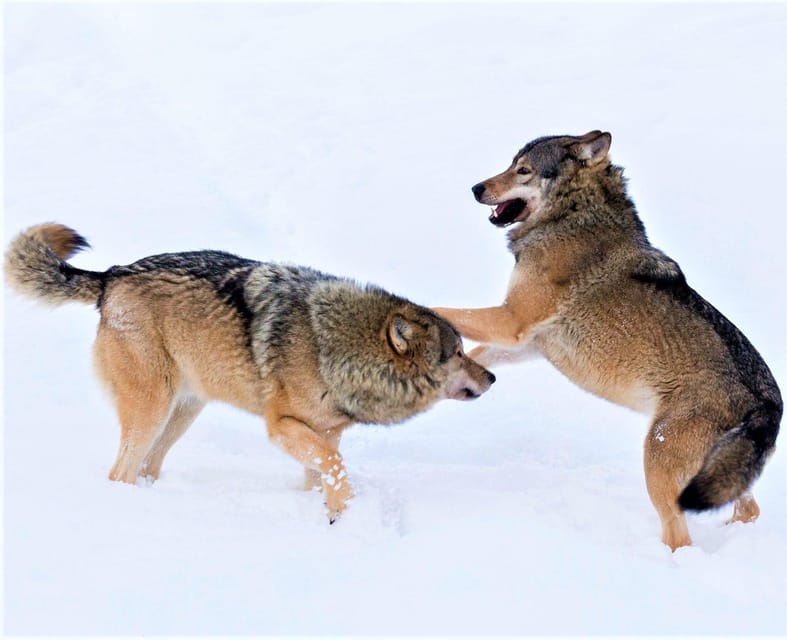 Rovaniemi: Ranua Zoo Wildlife Park Tour with hotel pickup - Starting Point: Seamless Hotel Pickup  