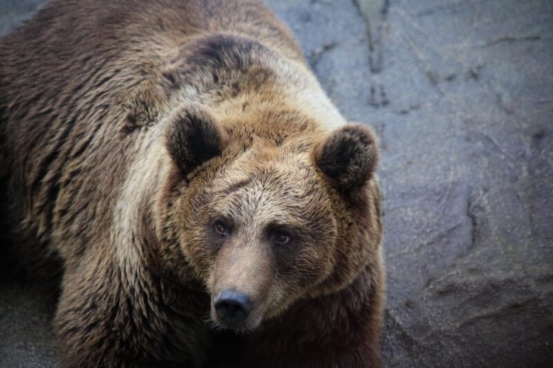 Rovaniemi: Ranua Zoo Wildlife Park Tour with hotel pickup - Encountering Arctic Wildlife Up Close  