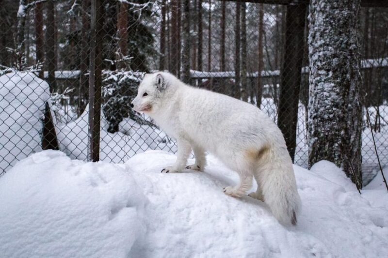 Rovaniemi: Ranua Zoo Wildlife Park Tour with hotel pickup - Who Should Consider This Tour?  