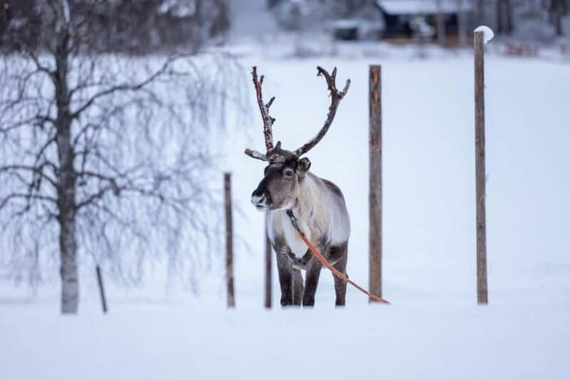 Rovaniemi: Reindeer Experience with Sleigh Ride - A Truly Finnish Experience in Rovaniemi