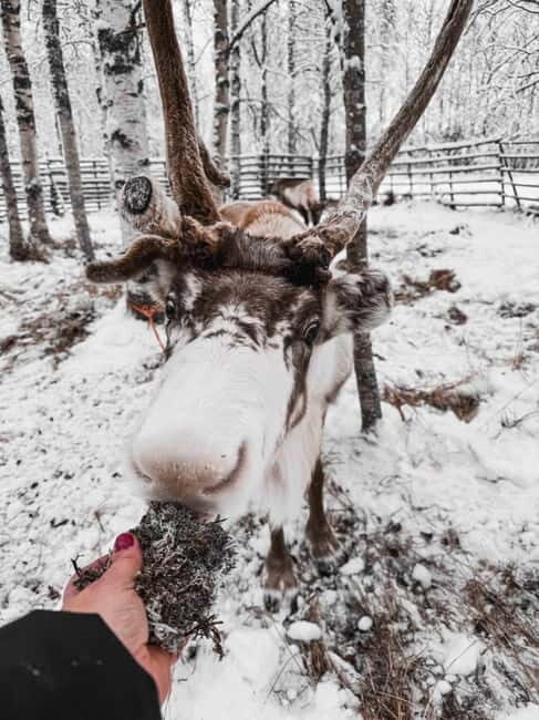 Rovaniemi: Reindeer Experience with Sleigh Ride - Value and Practicalities