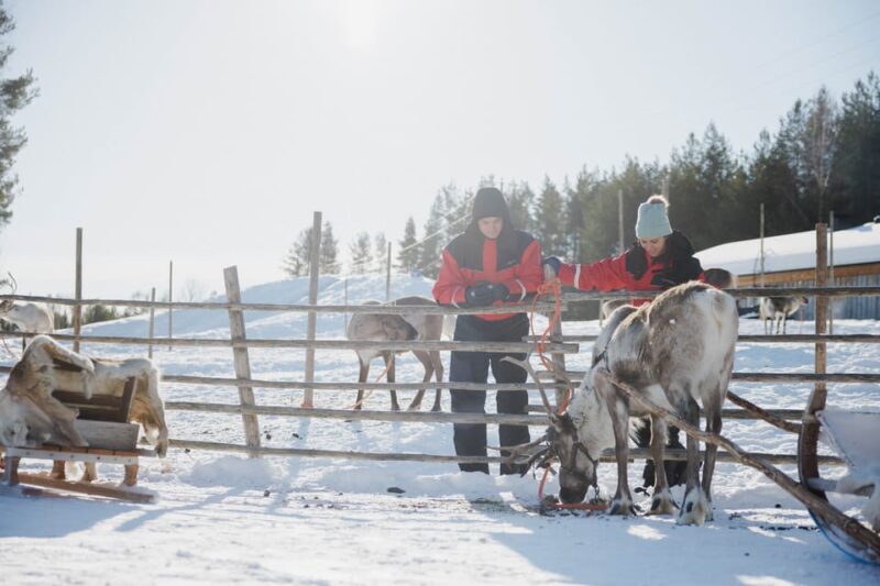 Rovaniemi: Reindeer Experience with Sleigh Ride - Final Thoughts