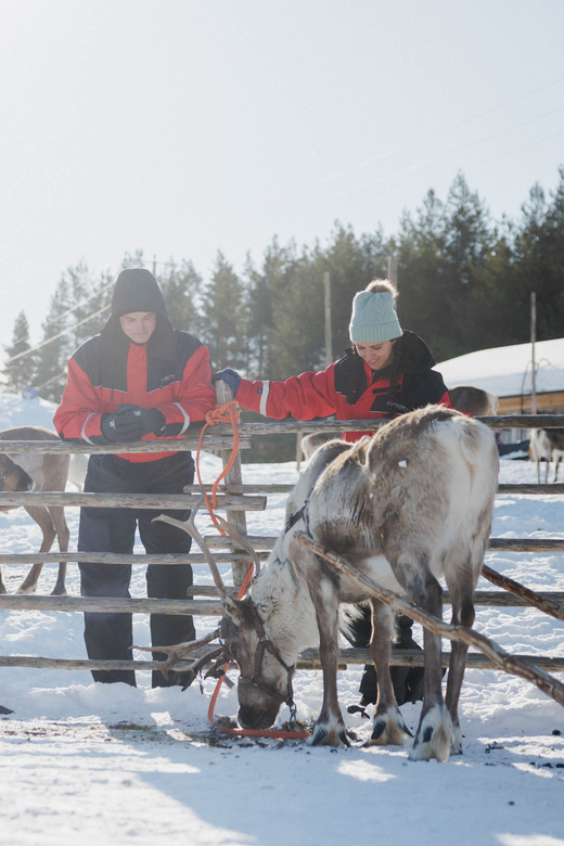 Rovaniemi: Reindeer Experience with Sleigh Ride - A Detailed Look at the Reindeer Experience