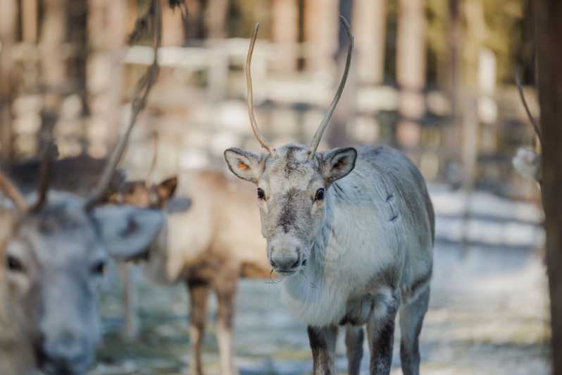 Rovaniemi: Reindeer Experience with Sleigh Ride - Who Will Love This Tour?