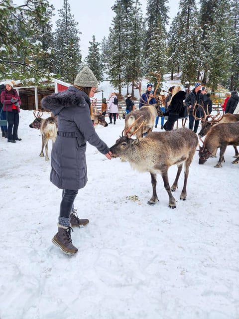 Rovaniemi: Reindeer Farm Visit and Sleigh Ride with transfer - Key Points