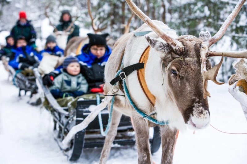 Rovaniemi: Reindeer Farm Visit and Sleigh Ride with transfer - What To Expect: A Step-by-Step Look